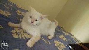 Persian cat for sale white clr Punch face top