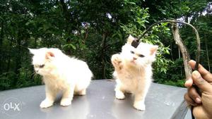 Persian cat kitten.good quality and breed.very