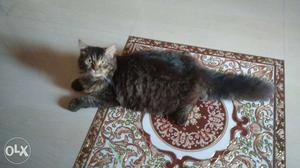 Persian cat male 9month old available