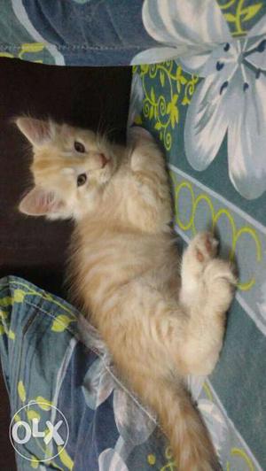 Persian cat (male).Urgent sale!!