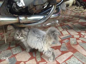 Persian cat original urgent sale