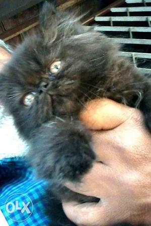 Persian cat punch looking for new home