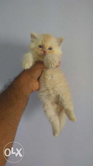 Persian cats,Doll face,male\femail available call