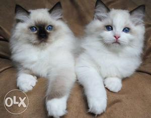 Persian cats kittens available delivery all India