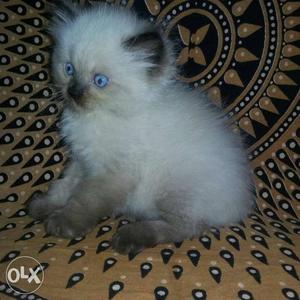 Persian himalyan colour point blue eyes Kitten