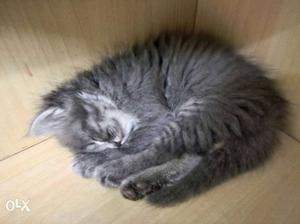 Persian kitten Grey colour toilet trained 2