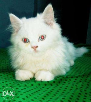 Persian kitten White Color For Sale in Delhi