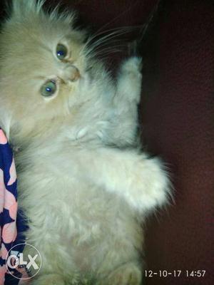 Persian kitten for throw away price