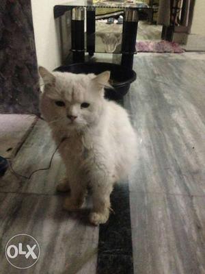 Persian male cat 9 months old
