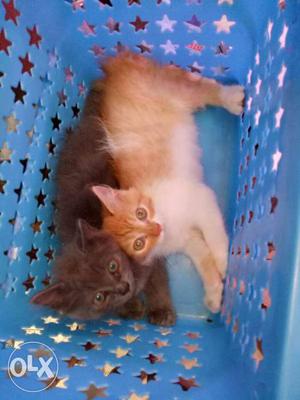 Persion kitten available male/female pair