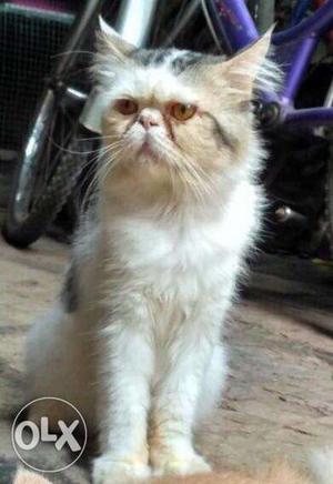Punch Face Male Persian Cat For Mating. Good