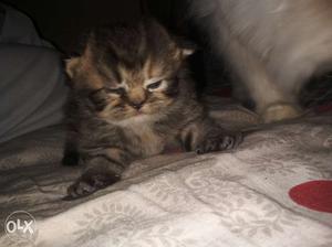 Pure Doll Face Persian Cat 2Months old for Sale