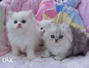 Pure Doll Face Persian Cat 2Months old for Sale male and