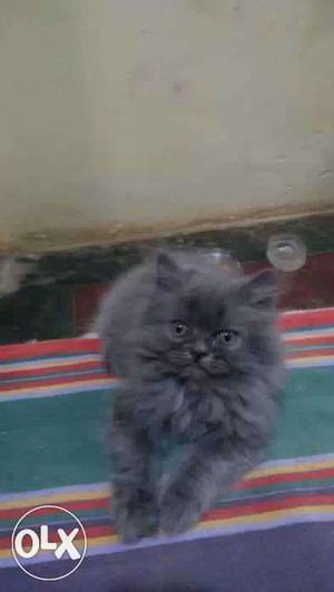Pure Persian Kittens in Whole sale Price