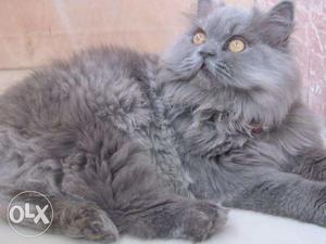 Pure Persian gray Cat