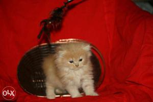 Pure Persian kitten 45 days old