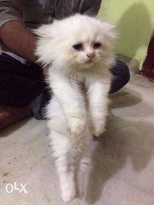 Pure Persian kittens for sale