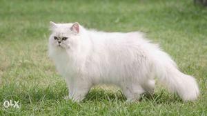 Pure Persian long hair kittens. Heavybone,best breed for