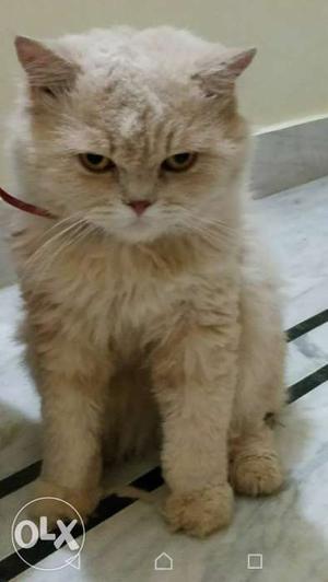 Pure Quality Persian Cat Proven Male, age 1 year,