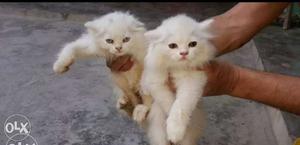 Pure breed Persian kitten 1 for . pair for 