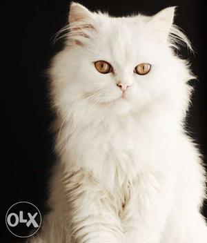 Pure persian breedblue eyes punch face all India delvery