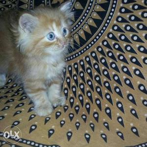 Pure persian golden Tabby Kitten