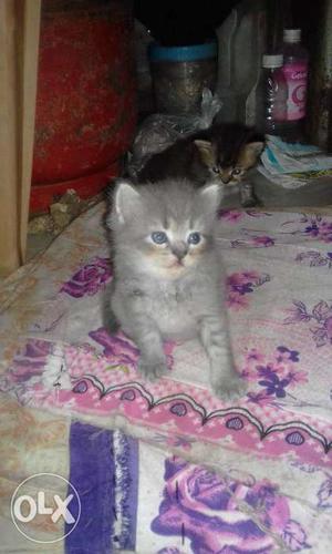 Pure persion cat,New born baby hai 3 cat hai and