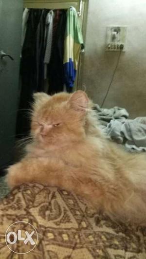 Pure punch face Persian female cat for sell urgent