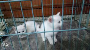 Pure white Persian cats pair for sell urgent