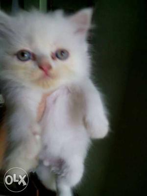 Pure white persion Kittens available