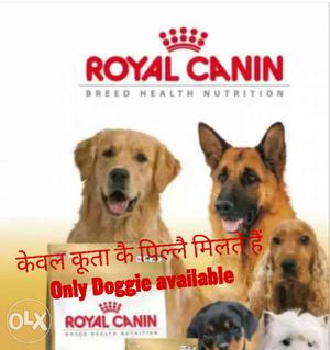 Royal Canin Pet food available here