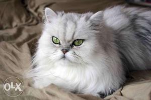 Semi punch face Persian kittens for sale in and all..pets