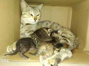 Silver Tabby Cat And Kittens