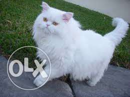 Snow White Color Persian Kitten 1Month old Blue nd normal