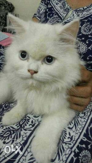 Snow White Color Persian Kitten 3 Month old Blue