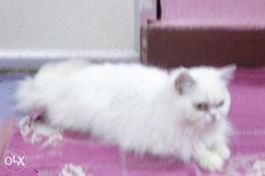 Snow white female cat.age only 5 months old