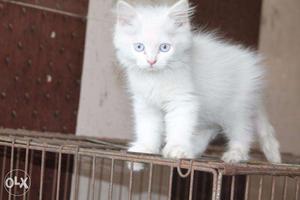 Sweet cat available original breed kitten also available
