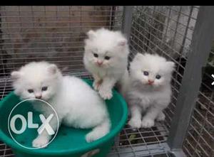 Three Lor-fur White Kittens