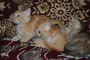 Three Orange And Brown Tabby Kittens