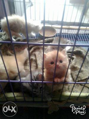 Three Tan Kittens