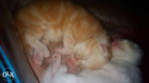 Two Cream Orange And White Kittens