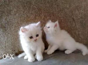 Very Sweet & So lovely Persian Cat and Kitten For Sale.In