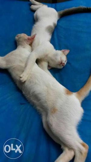 Very good trained kittens 7 month old..friendly
