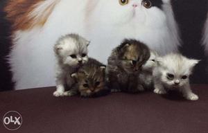 Very sweets Persian cat and kitten for sale.in agra