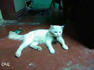 White Cat In Alappuzha