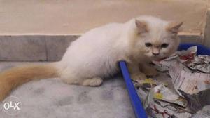 White Persian Cat flame pointed