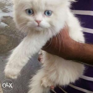 White Persian Kittens