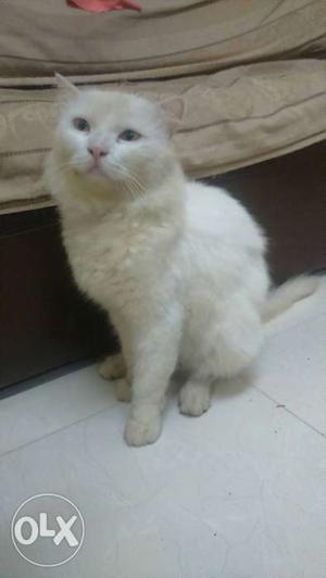 White Persian cat...