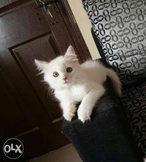 White Persian kitten, male, of age 1month 15 days