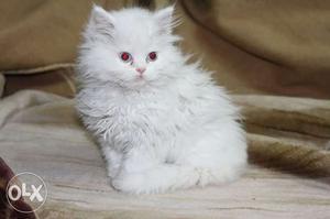 White Scottish Fold Kitten cat persian cat sale.all colors